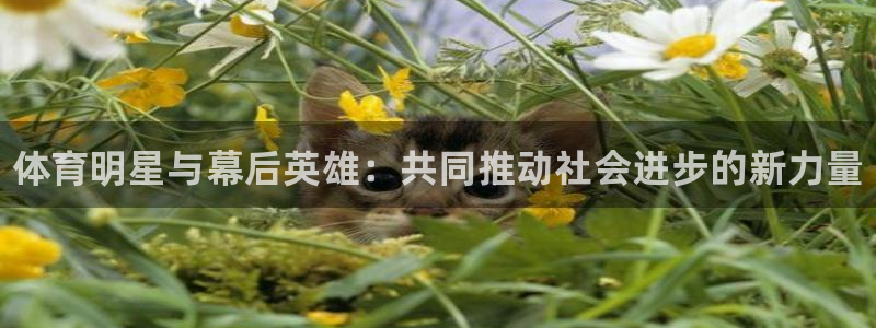 3377体育官网下载平台是正规平台吗知乎：体育明星与